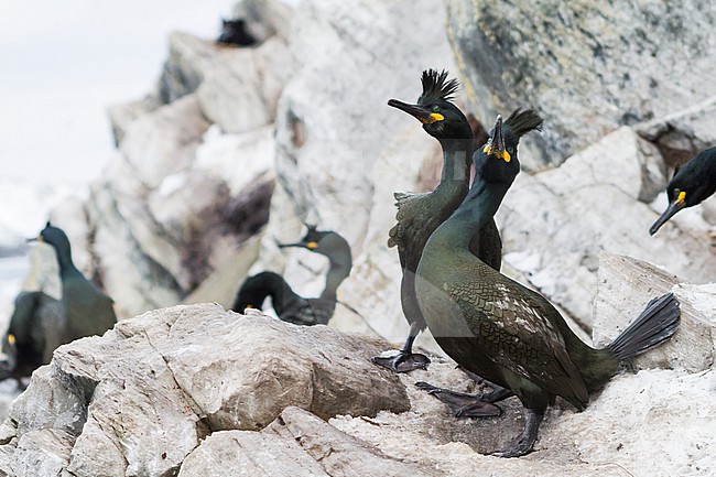 Adult European Shag (Phalacrocorax aristotelis aristotelis) in breeding colony in arctic northern Norway during breeding season. stock-image by Agami/Ralph Martin,