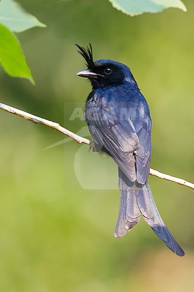 Crested Drongo (Dicrurus forficatus) looking over the shoulder. stock-image by Agami/Dubi Shapiro,