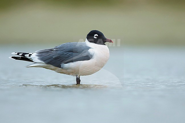 Adult Franklin's Gull (Leucophaeus pipixcan) in summer plumage resting on beach in Galveston County, Texas, in April 2016. stock-image by Agami/Brian E Small,