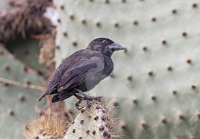 Common Cactus-Finch (Geospiza scandens intermedia) on the Galapagos Islands, part of the Republic of Ecuador. Santa Cruz island. stock-image by Agami/Pete Morris,