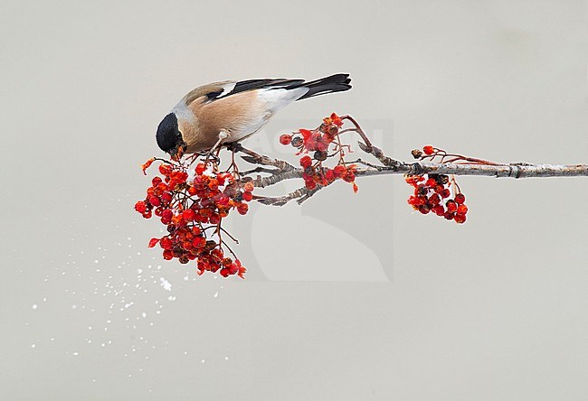 Female Eurasian Bullfinch (Pyrrhula pyrrhula) eating from red berries in Italy. stock-image by Agami/Alain Ghignone,