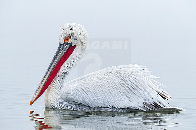 Dalmatian Pelican (Pelecanus crispus) at Lake Kerkini, Greece stock-image by Agami/Marc Guyt,