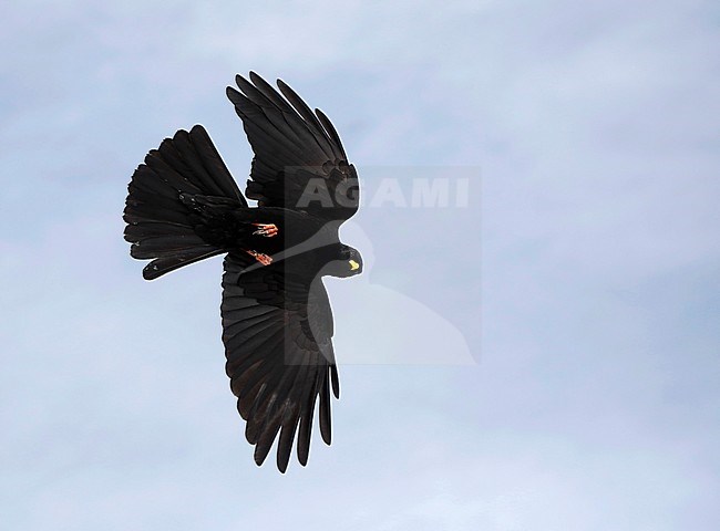 Alpine Chough (Pyrrhocorax graculus) in the high Alps mountains at the Gemmipass in Switzerland. Flying overhead. stock-image by Agami/Chris van Rijswijk,