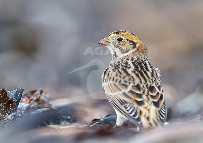 Lapland Bunting (Calcarius lapponicus lapponicus), also known as Lapland Longspur, standing on a beach in Germany during autumn. Seen on the back, looking over its shoulder. stock-image by Agami/Ralph Martin,