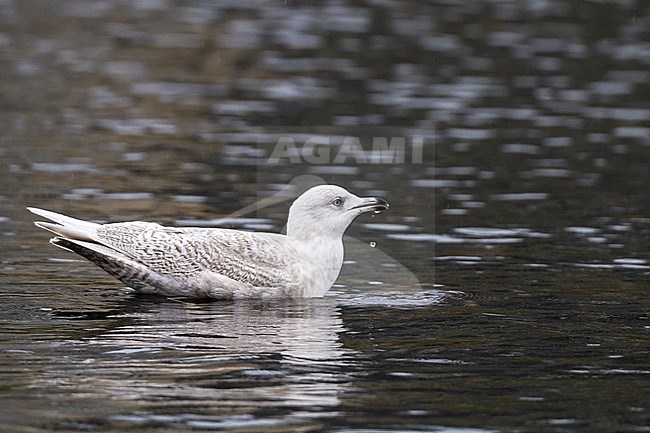 Kleine Burgemeester, Iceland Gull, Larus glaucoides stock-image by Agami/Menno van Duijn,