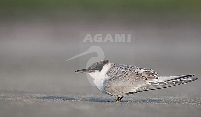 Juvenile Roseate Tern (Sterna dougallii) standing on a beach in Plymouth, Massachusetts in the United States. stock-image by Agami/Ian Davies,