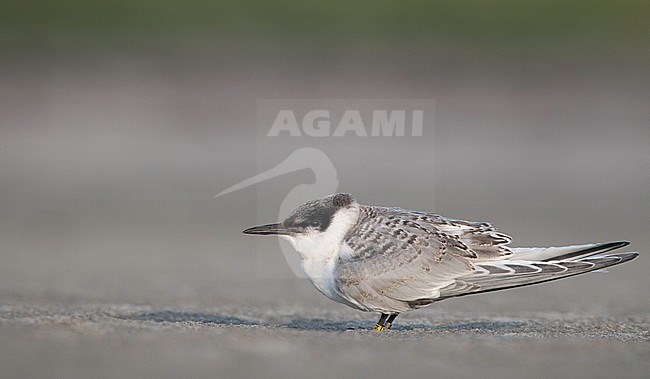 Juvenile Roseate Tern (Sterna dougallii) standing on a beach in Plymouth, Massachusetts in the United States. stock-image by Agami/Ian Davies,