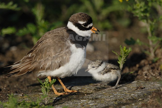 Bontbekplevier met jong; Common Ringed Plover with pull stock-image by Agami/Reint Jakob Schut,