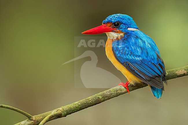 Dimorphic Dwarf-Kingfisher (Ceyx margarethae) Perched on a branch in the Philippines stock-image by Agami/Dubi Shapiro,