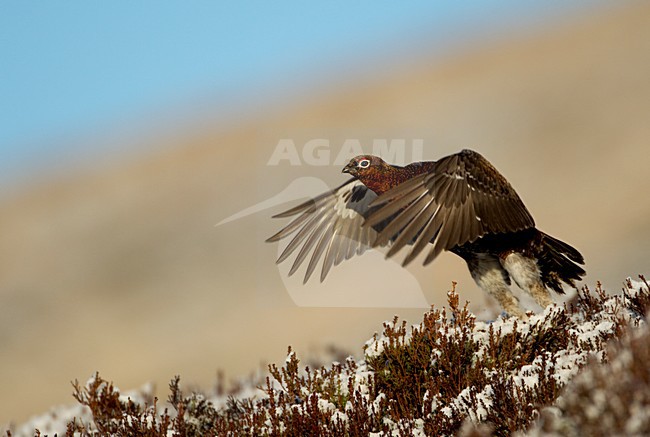Red Grouse (Lagopus scotica), adult taking off from the snow in Great Britain. stock-image by Agami/Danny Green,