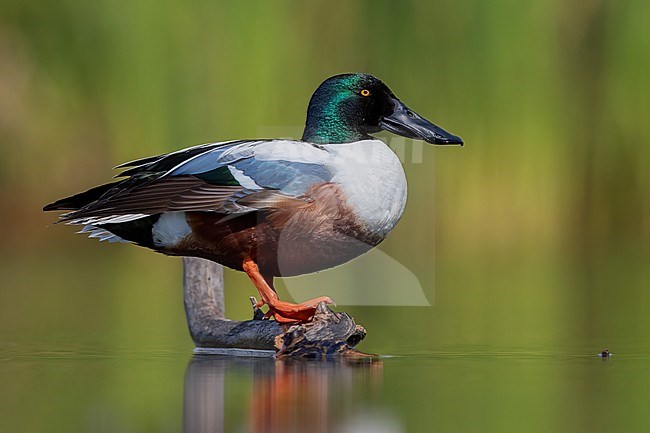 Northern Shoveler (Anas clypeata), side view of an adult male standing on a dead branch, Campania, Italy stock-image by Agami/Saverio Gatto,
