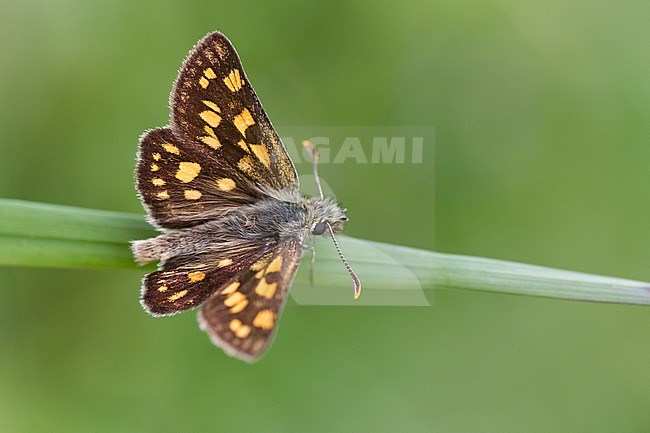 Carterocephalus palaemon - Chequered Skipper - Gelbwürfelige Dickkopffalter, Switzerland, (Ticino), imago stock-image by Agami/Ralph Martin,