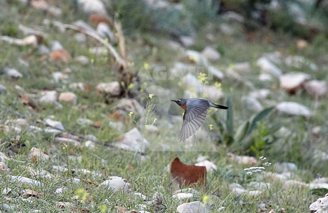 Male White-throated Robin (Irania gutturalis) in flight in Turkey. stock-image by Agami/Tomi Muukkonen,