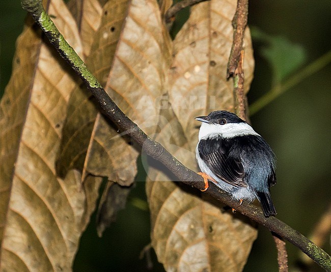 Male White-bearded Manakin (Manacus manacus) perched on a branch in a tropical rainforest. Seen on the back. stock-image by Agami/Pete Morris,