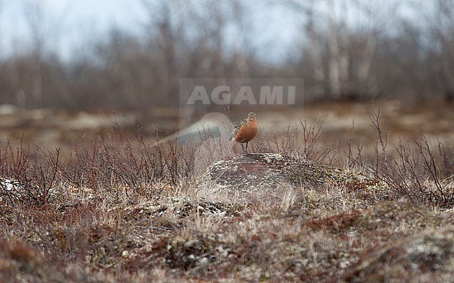 Adult male Bar-tailed Godwit (Limosa lapponica lapponica) in breeding grounds in Finnmark, Norway stock-image by Agami/Helge Sorensen,