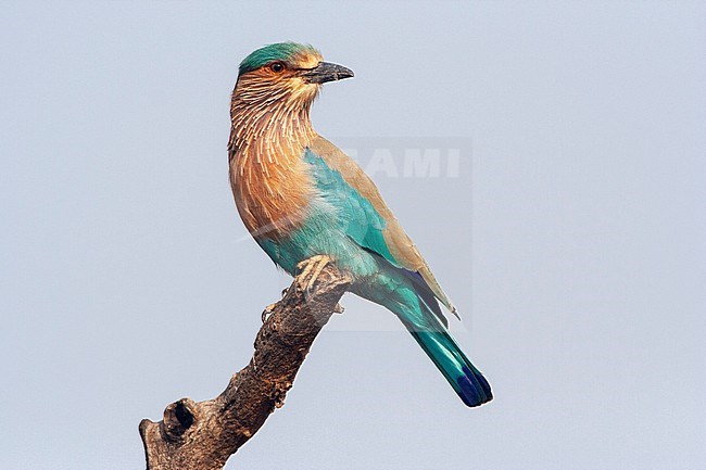 Adult Indian roller (Coracias benghalensis) perched on an exposed dead branch. Looking alert around. stock-image by Agami/Marc Guyt,