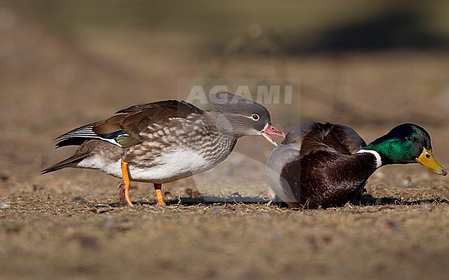 Adult female Mandarine Duck (Aix galericulata) biting a Mallard at Lyngby, Denmark stock-image by Agami/Helge Sorensen,