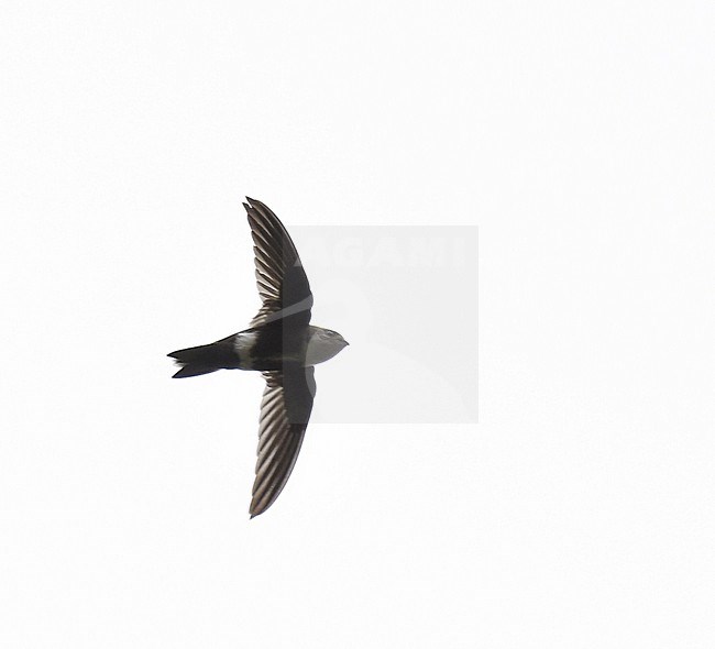 White-tipped Swift, Aeronautes montivagus, in Chaparri Private Conservation Area in Lambayeque in northern Peru. stock-image by Agami/Laurens Steijn,