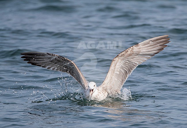 Immature Caspian Gull (Larus cachinnans) at the North sea off Scheveningen, Netherlands. stock-image by Agami/Marc Guyt,