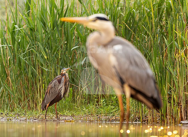 Purple Heron (Ardea purpurea) foraging in wetland in Hungary. Afraid for a Grey heron, waiting at a distance. stock-image by Agami/Marc Guyt,