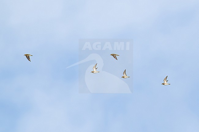 flock of european golden plover (pluvialis apricaria) in flight during autumn migration, found at Fehmarn at the Baltic Sea in Germany stock-image by Agami/Mathias Putze,
