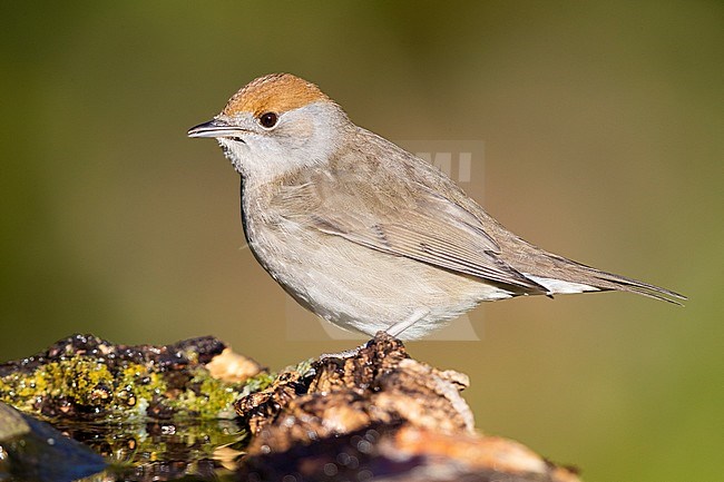 Eurasian Blackcap (Sylvia atricapilla), adult female standing on a piece of wood stock-image by Agami/Saverio Gatto,