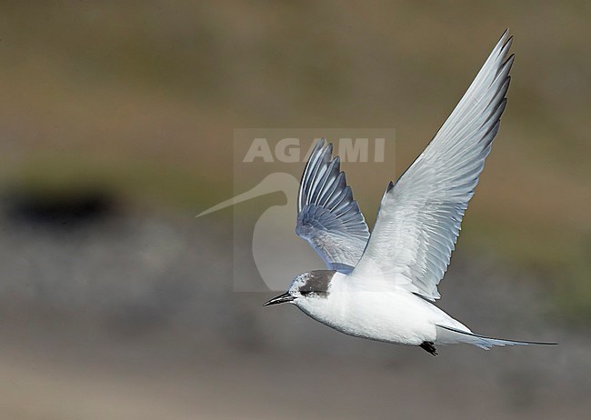 Arctic Tern 2cy (Sterna paradisaea) Iceland. In flight, seen from the side. Showing under wing pattern. stock-image by Agami/Markus Varesvuo,