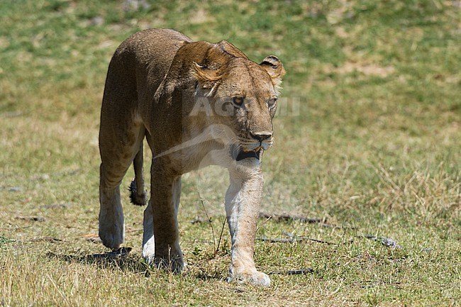 Portrait of a lioness, Panthera leo, walking. Okavango Delta, Botswana. stock-image by Agami/Sergio Pitamitz,