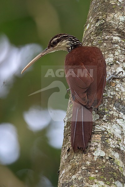 Long-billed Woodcreeper (Nasica longirostris) at Mocagua, Amazonas, Colombia. stock-image by Agami/Tom Friedel,