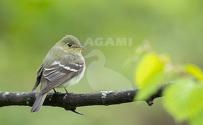 Yellow-bellied Flycatcher (Empidonax flaviventris) perched on a branch stock-image by Agami/Ian Davies,