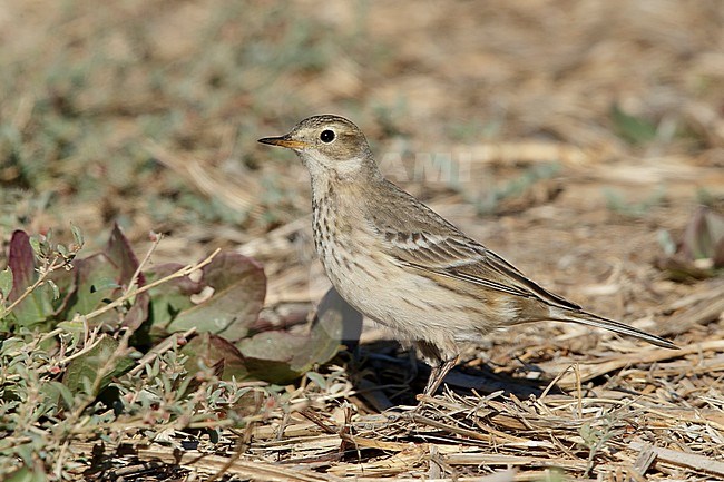 Adult non-breeding American Buff-bellied Pipit (Anthus rubescens rubescens) standing on the ground in Riverside County, California, USA. stock-image by Agami/Brian E Small,