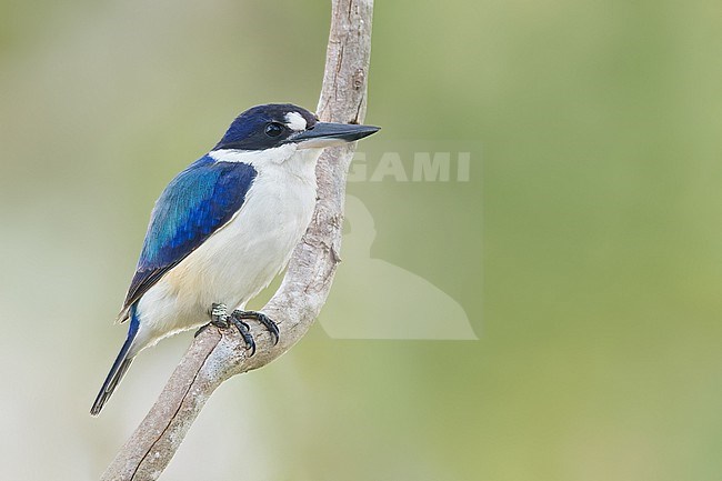 Forest Kingfisher (Todiramphus macleayii) Perched on a branch in Papua New Guinea stock-image by Agami/Dubi Shapiro,