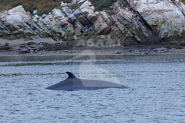 Minke Whale (Balaenoptera acutorostrata) taken the 19/09/2024 at Tadoussac - Canada. stock-image by Agami/Nicolas Bastide,
