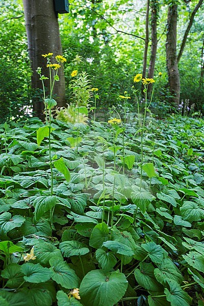 Plantain-leaved Leopard's-bane stock-image by Agami/Wil Leurs,