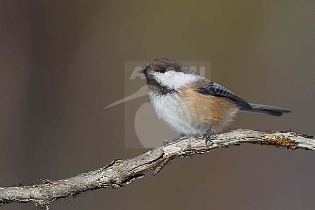 Siberian Tit - Lapplandmeise - Poecile cinctus lapponicus, Finland stock-image by Agami/Ralph Martin,