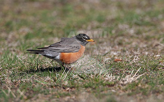 American Robin (Turdus migratorius), adult male at New Jersey, USA stock-image by Agami/Helge Sorensen,