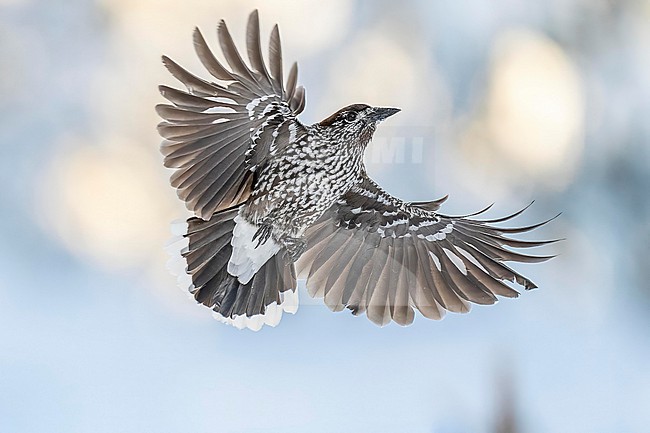 Spotted Nutcracker (Nucifraga caryocatactes) flying over  the snow in bulgarian mountain. stock-image by Agami/Marcel Burkhardt,