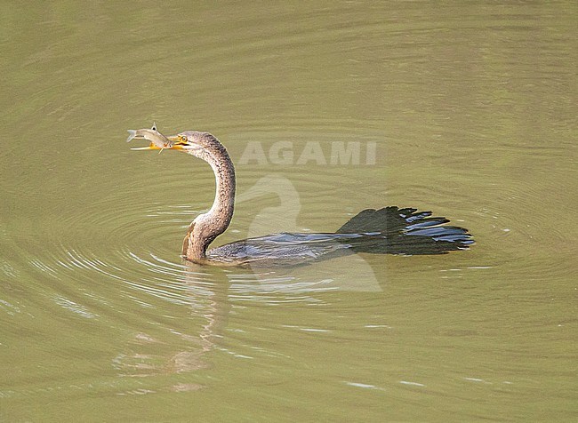 Oriental Darter (Anhinga melanogaster) in a freshwater lake in Asia. Immature swimming with a fish as prey. stock-image by Agami/Marc Guyt,