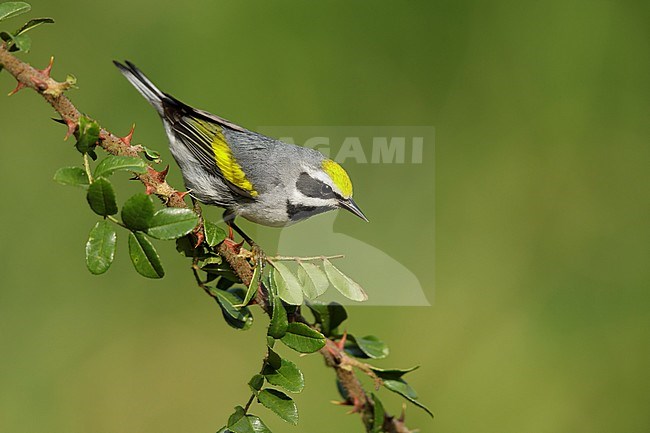 Adult male Golden-winged Warbler (Vermivora chrysoptera)
Galveston Co., Texas stock-image by Agami/Brian E Small,