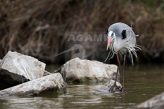 Grey Heron (Ardea cinerea) foraging in water near rocks stock-image by Agami/Ralph Martin,