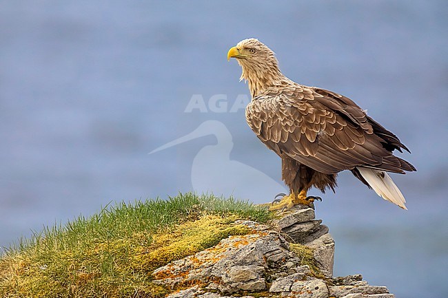 White-tailed Eagle, Haliaetus albicilla, in Norway. stock-image by Agami/Daniele Occhiato,