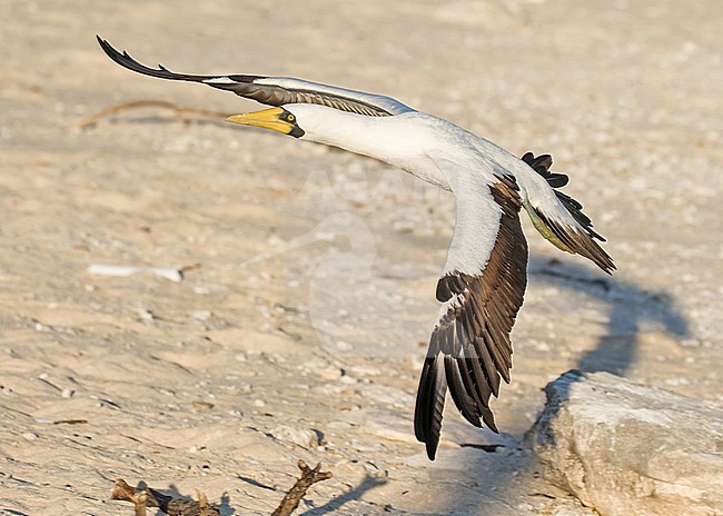 Masked booby (Sula dactylatra) in the southern Pacific Ocean. Adult in flight. stock-image by Agami/Pete Morris,