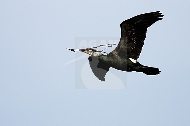 Volwassen Aalscholver met nestmateriaal  in de vlucht; Adult Great Cormorant with nesting material in flight stock-image by Agami/Menno van Duijn,