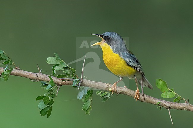 Adult
Nuevo Leon, Mexico
May 2022 stock-image by Agami/Brian E Small,