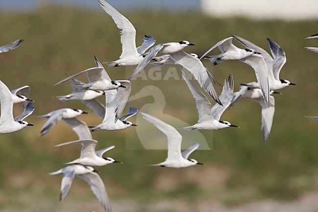 Sandwich Tern group flying; Grote Stern groep vliegend stock-image by Agami/Marc Guyt,
