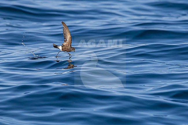  stock-image by Agami/Menno van Duijn,