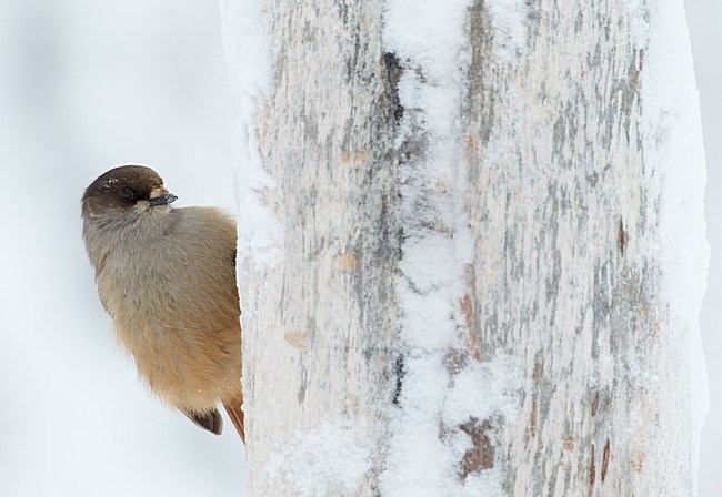 Taigagaai in besneeuwde boom, Siberian Jay in snow covered tree stock-image by Agami/Markus Varesvuo,