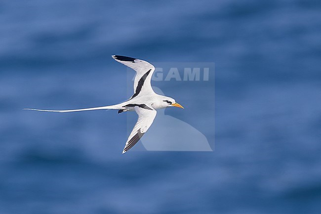 Catesby's White-tailed Tropicbird (Phaethon lepturus catesbyi) in flight in Puerto Rico. stock-image by Agami/Dubi Shapiro,