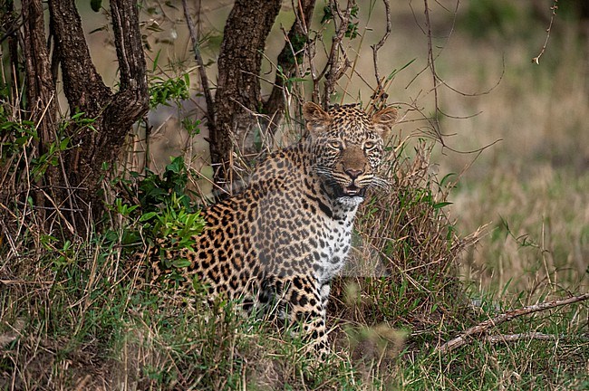 Portrait of a leopard, Panthera pardus, resting among shrubs. Masai Mara National Reserve, Kenya. stock-image by Agami/Sergio Pitamitz,
