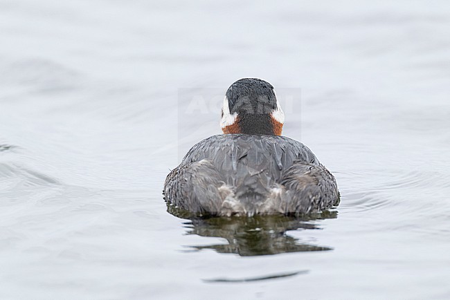 swimming adult red-necked grebe (Podiceps grisegena) in breeding plumage at the german Baltic Sea photographed from behind stock-image by Agami/Mathias Putze,